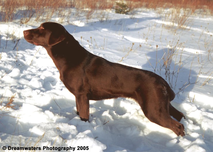 Rose Conformation.jpg